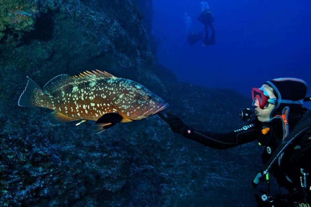 Diving-Tenerife