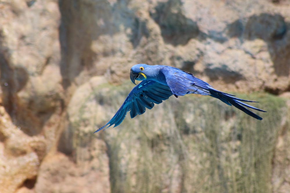 loro-parque-tenerife-8