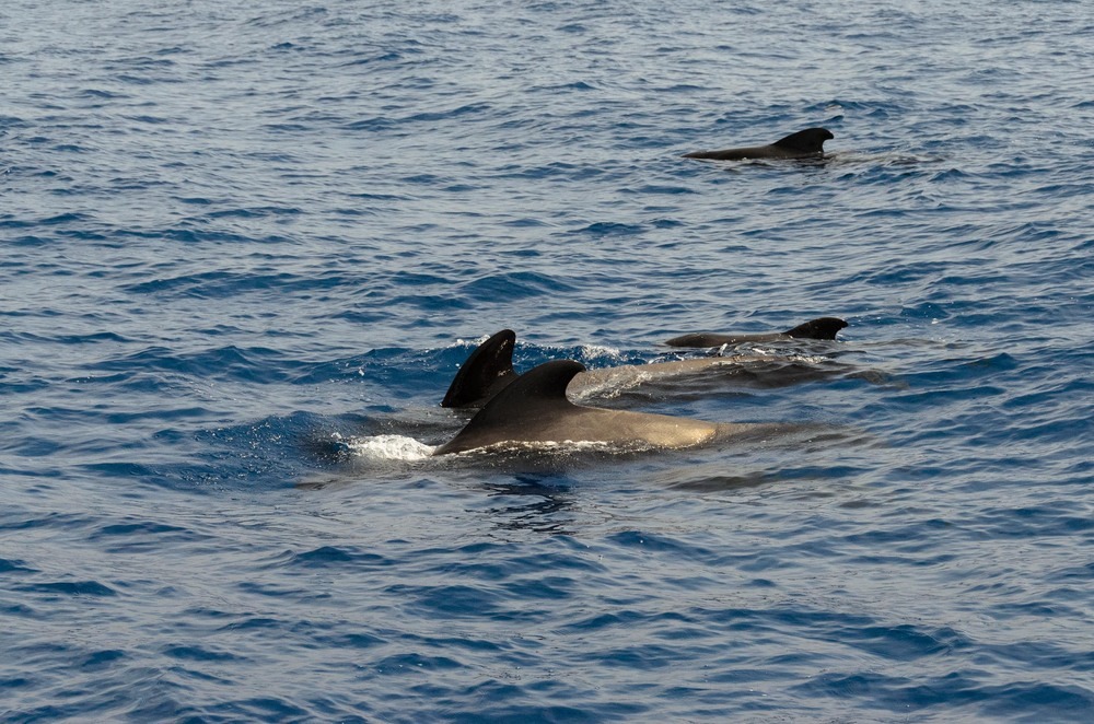 09SeptMardeons-23-1 09SeptMardeons-23-1